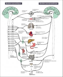 Physiologie - Système neurovégétatif