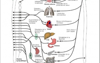 Physiologie - Système neurovégétatif