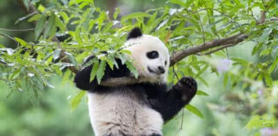 pandazen Ateliers panda Zen - 10/13 ans
